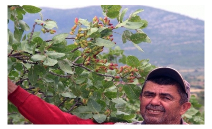 Muğla'da Hiçbir Bakım Yapılmayan Fıstık Ağaçları 30 Yıl Sonra Meyve Verdi!