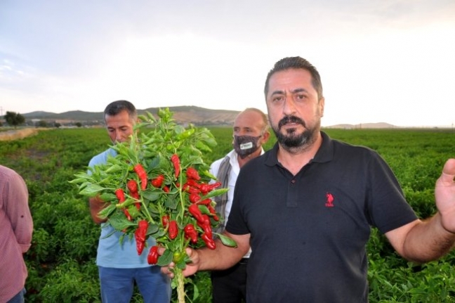 Gaziantep'te alıcılara kızan üretici tonlarca biberi tarlada bıraktı