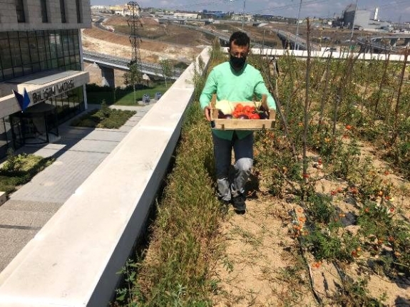 Plazaların çatısında organik tarım yapıyor