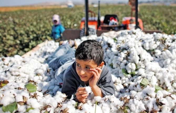 Şanlıurfa'da pamuk ekim alanı yüzde 40 azaldı