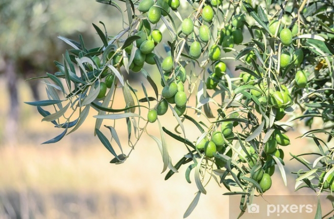 Nizip'te 62 bin ton zeytin rekoltesi bekleniyor