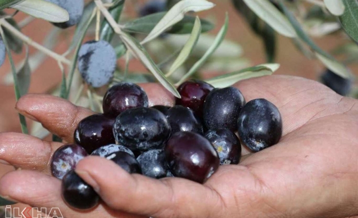 Gaziantep’te yaklaşık 55 bin ton zeytin rekoltesi bekleniyor