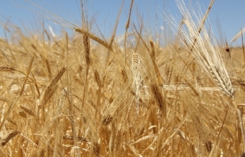 GTB'de Sezonun İlk Buğdayı 1 Lira 73 Kuruştan Alıcı Buldu