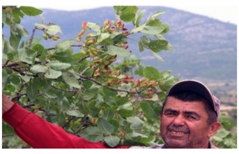 Muğla'da Hiçbir Bakım Yapılmayan Fıstık Ağaçları 30 Yıl Sonra Meyve Verdi!