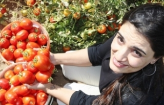 Bitlis, domatesten 230 milyon TL gelir bekliyor