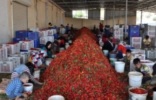 İslahiye'de, kırmızı biberden 12 bin kişi...
