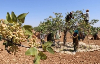 Gaziantep'te baklavalık “boz” fıstık hasadı...