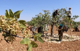 Gaziantep'te baklavalık “boz” fıstık hasadı başladı